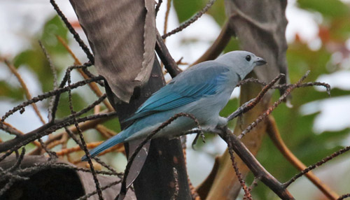 Blue-Gray Tanager